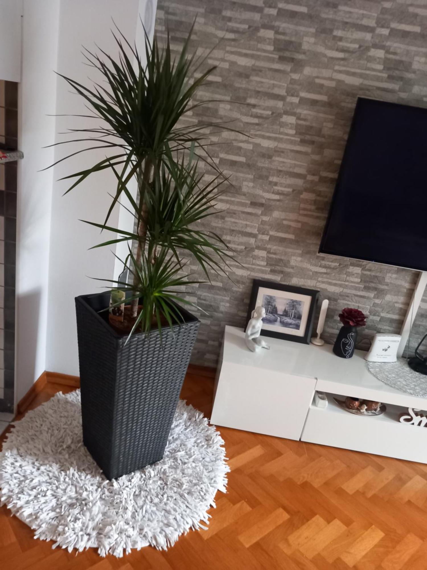 Apartman Petra Palit Экстерьер фото